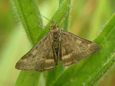 Pyrausta despicata