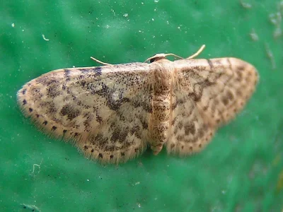 Idaea inquinata