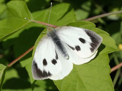 Pieris (Pieris) brassicae