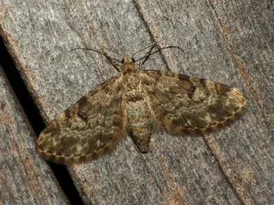 Eupithecia tantillaria