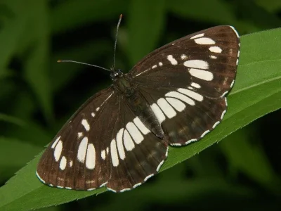 Neptis rivularis