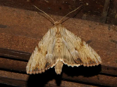 Apamea (Apamea) lithoxylaea
