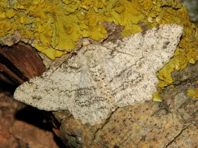 Ascotis selenaria
