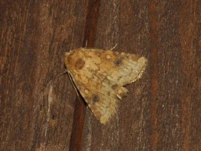 Atypha pulmonaris