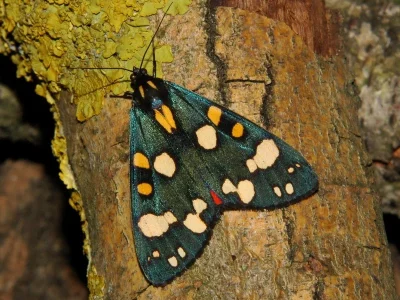 Callimorpha dominula