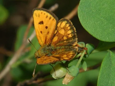 Carterocephalus silvicola