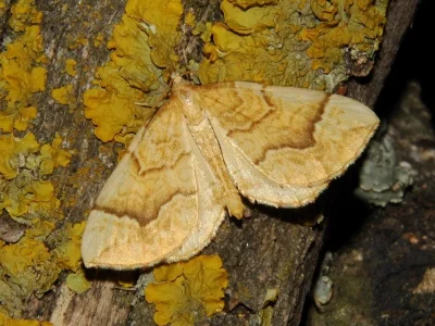 Eulithis mellinata