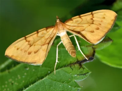 Gandaritis pyraliata