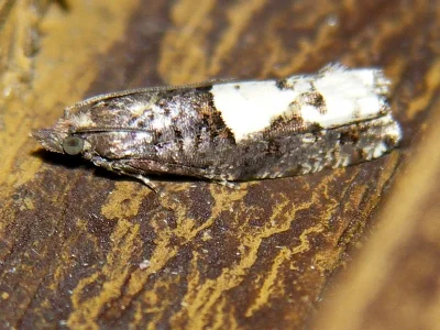 Epinotia trigonella