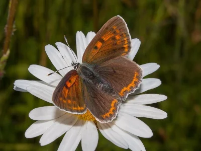 Lycaena (Heodes) hippothoe