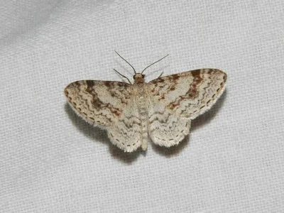 Hydrelia sylvata