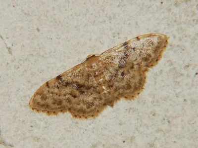 Idaea inquinata