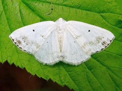 Lomographa temerata