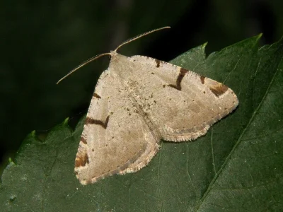 Macaria wauaria