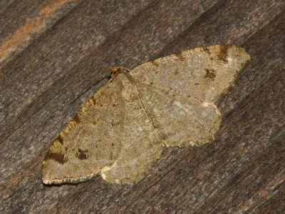 Macaria signaria