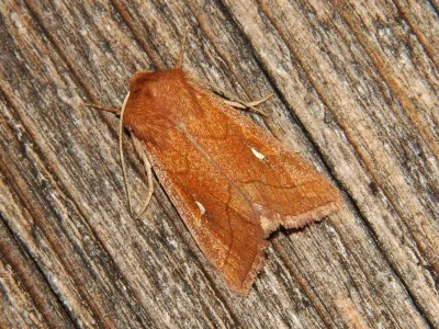 Mythimna (Mythimna) conigera