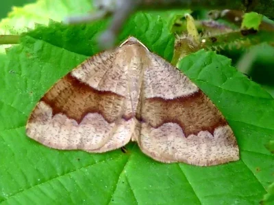 Plagodis pulveraria