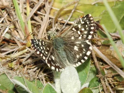 Pyrgus malvae