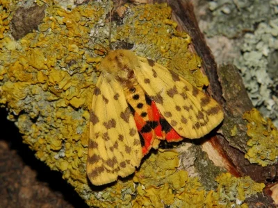 Diacrisia purpurata