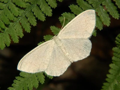 Scopula (Scopula) nemoraria