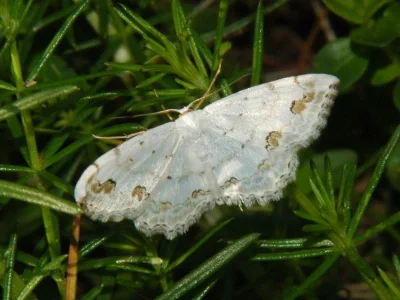 Scopula (Scopula) ornata