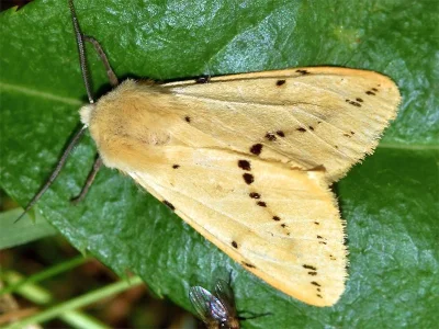 Spilarctia (Spilarctia) lutea