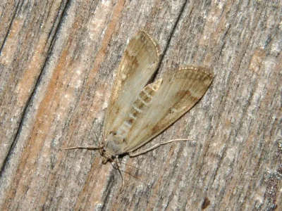 Parapoynx stratiotata
