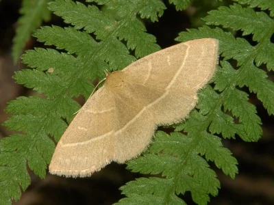 Trisateles emortualis