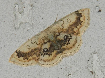 Cyclophora (Cyclophora) annularia