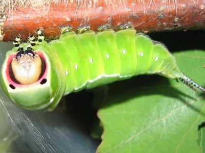 Cerura (Cerura) vinula
