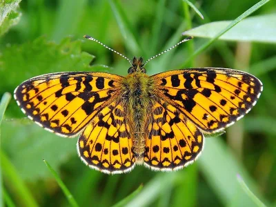 Boloria (Clossiana) selene