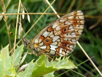 Boloria (Clossiana) selene