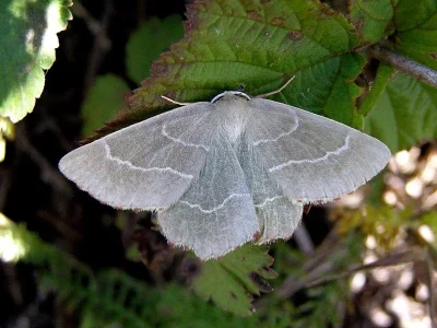 Campaea margaritaria