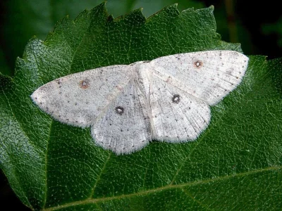 Cyclophora (Cyclophora) albipunctata