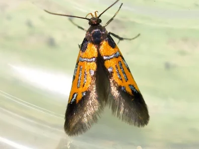 Schiffermuelleria (Schiffermuelleria) schaefferella