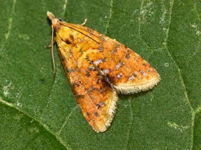 Pseudargyrotoza conwagana