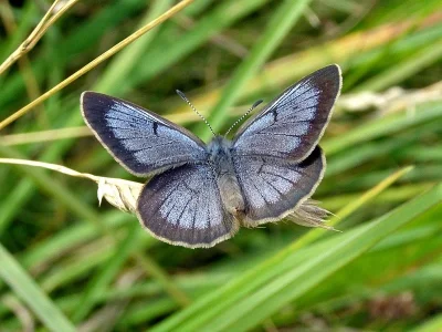 Phengaris nausithous