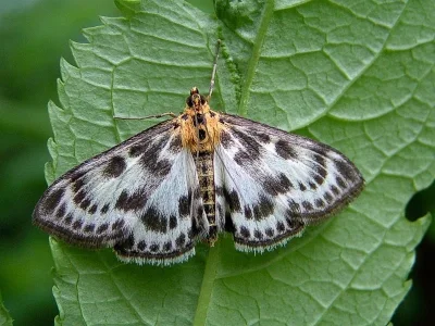 Anania hortulata