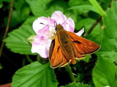 Ochlodes sylvanus