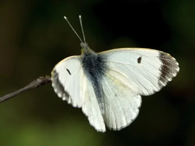 Anthocharis (Anthocharis) cardamines