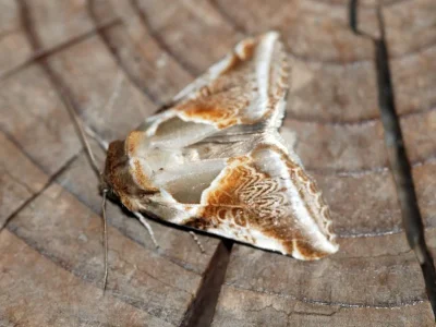 Habrosyne pyritoides