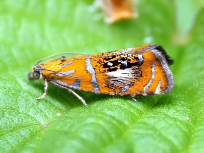 Olethreutes arcuella