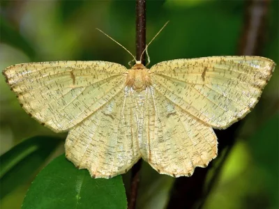 Angerona prunaria