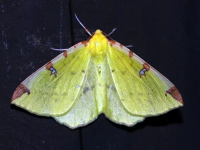Opisthograptis luteolata
