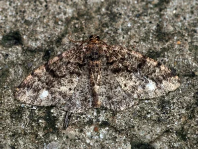 Parectropis similaria