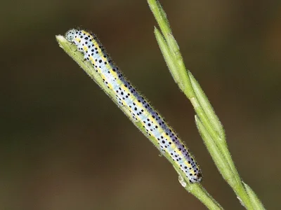Euchloe (Euchloe) ausonia