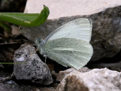 Pieris (Artogeia) ergane