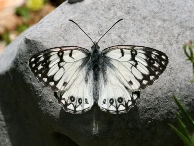 Melanargia (Argeformia) arge