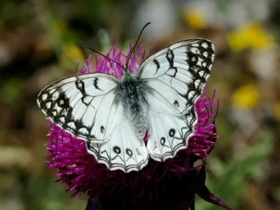 Melanargia (Argeformia) arge