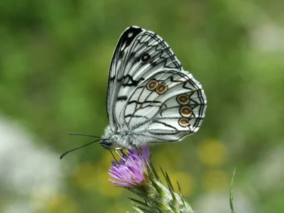 Melanargia (Argeformia) arge